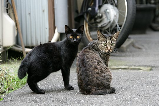 街のねこたち
