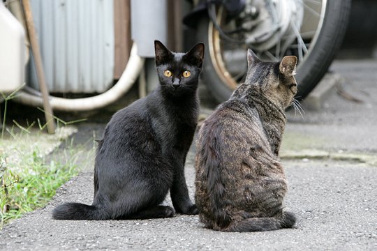 街のねこたち