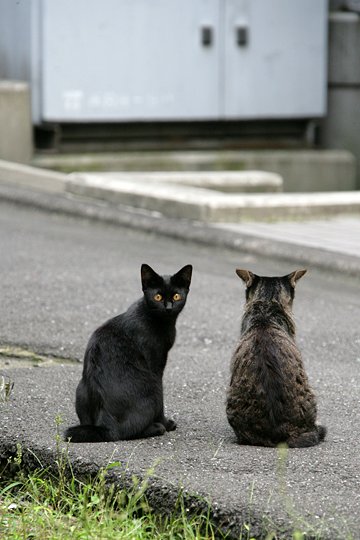 街のねこたち