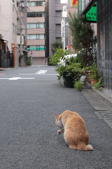 街のねこたち