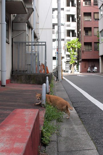 街のねこたち