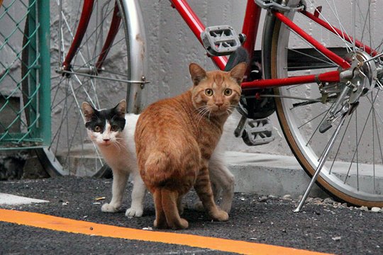 街のねこたち