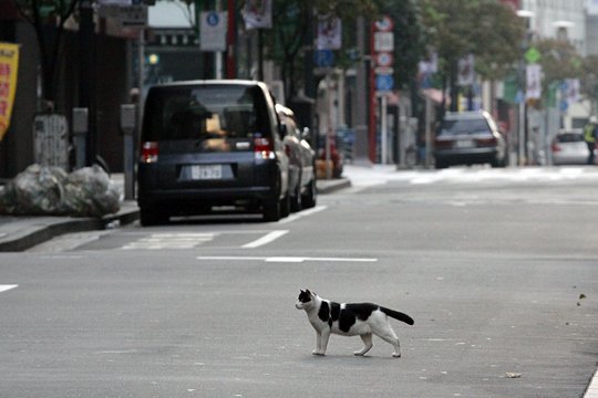 街のねこたち