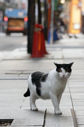 街のねこたち