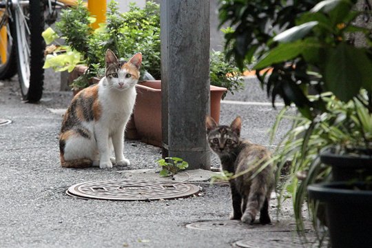 街のねこたち