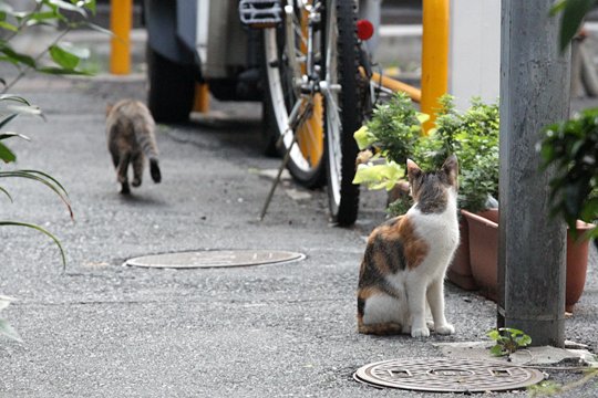 街のねこたち