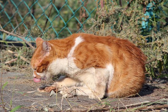 街のねこたち