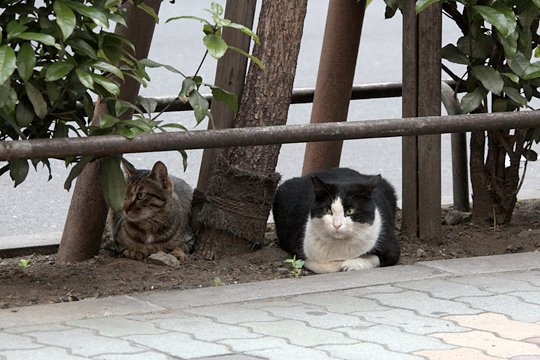 街のねこたち