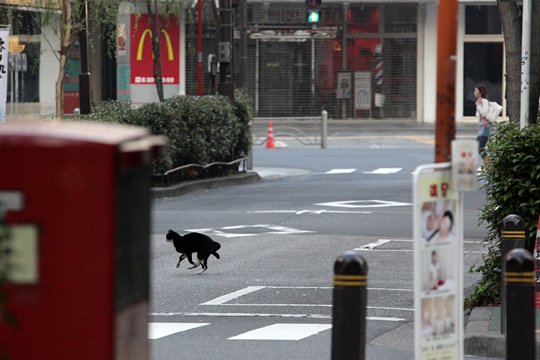 街のねこたち