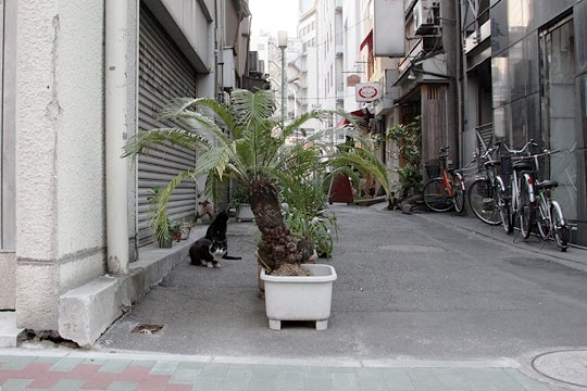 街のねこたち