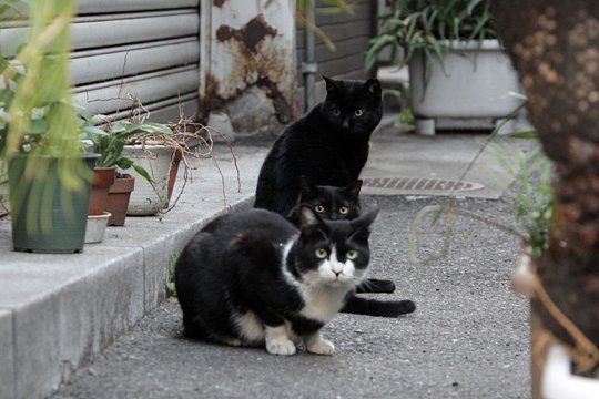 街のねこたち