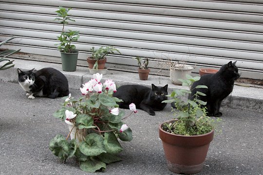 街のねこたち
