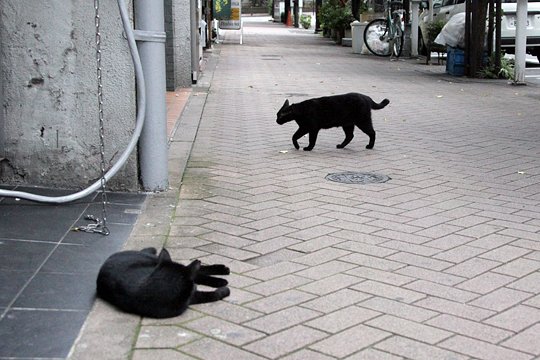 街のねこたち