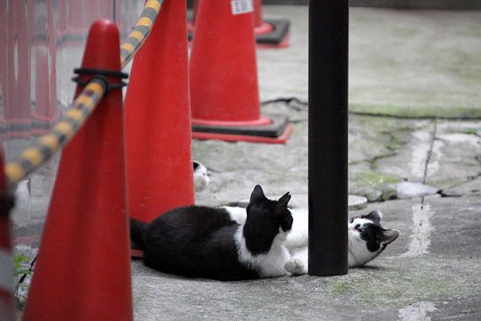 街のねこたち