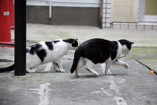 街のねこたち