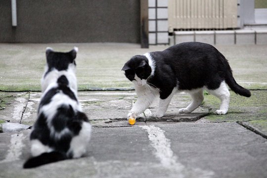 街のねこたち