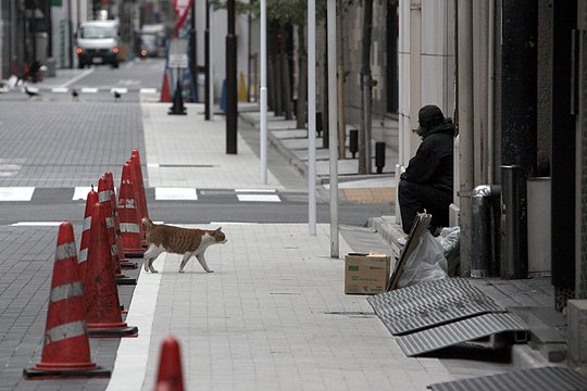 街のねこたち