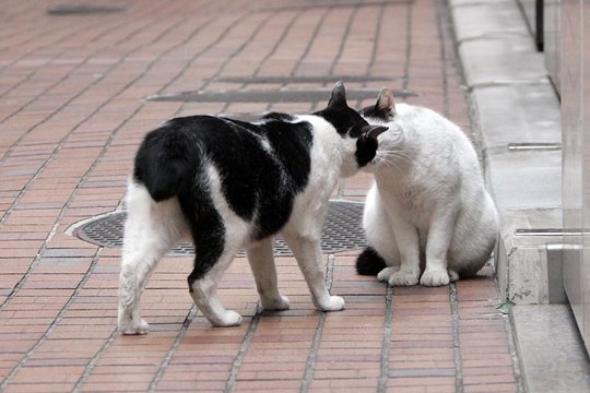 街のねこたち