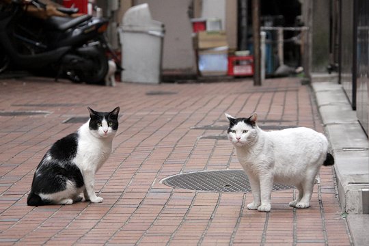 街のねこたち