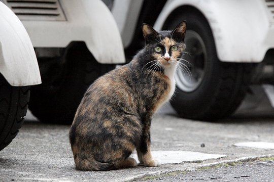 街のねこたち