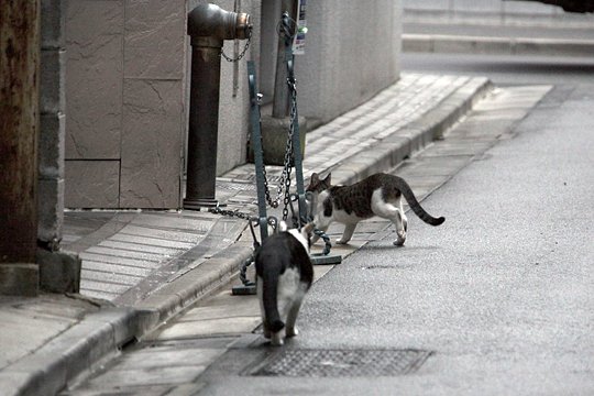 街のねこたち