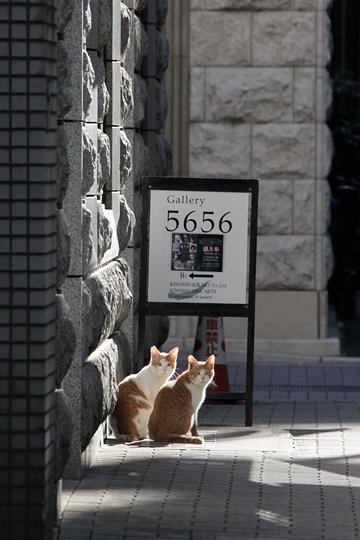 街のねこたち