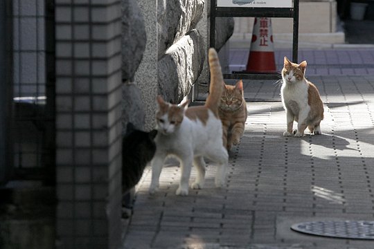 街のねこたち