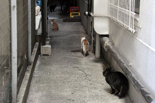 街のねこたち