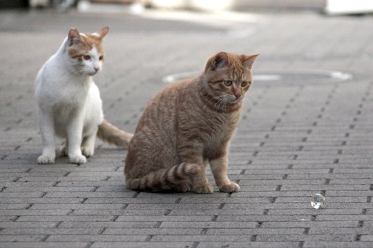 街のねこたち