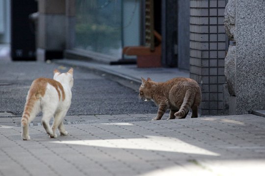 街のねこたち