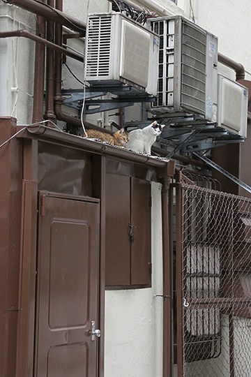 街のねこたち