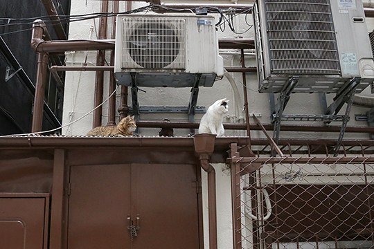 街のねこたち