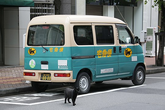 街のねこたち
