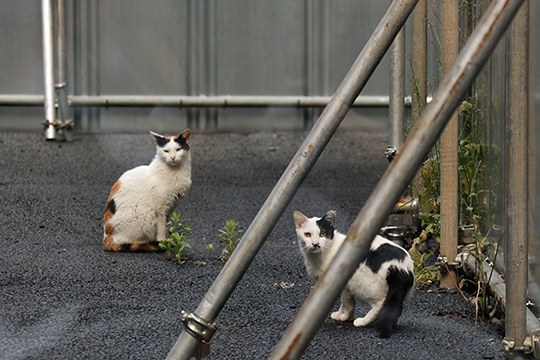 街のねこたち