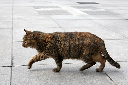 街のねこたち