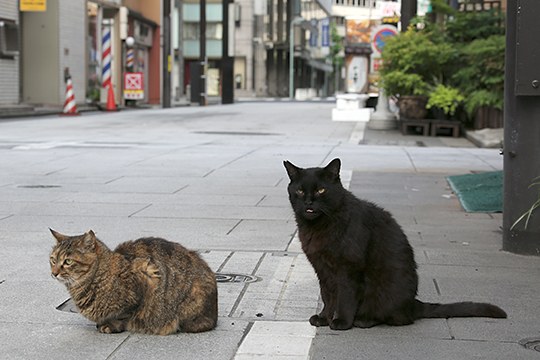 街のねこたち