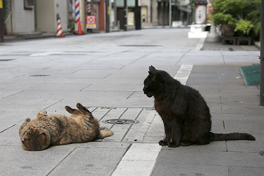 街のねこたち