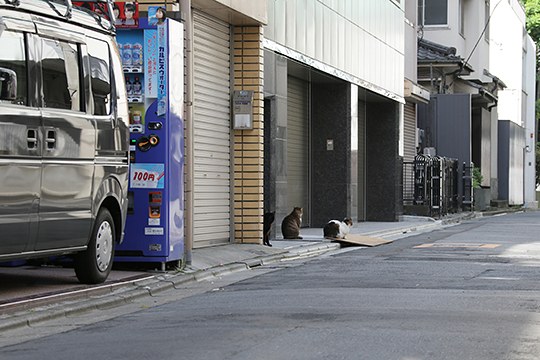 街のねこたち