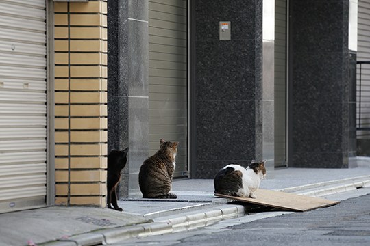 街のねこたち