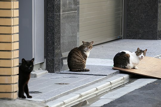 街のねこたち
