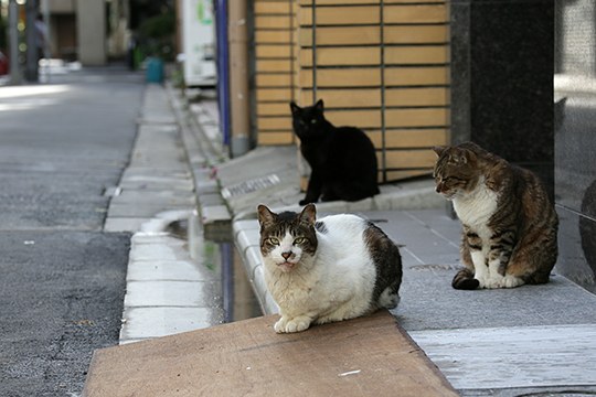 街のねこたち