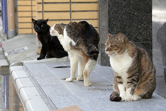 街のねこたち