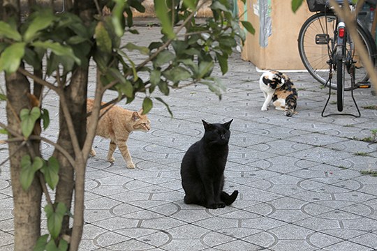 街のねこたち