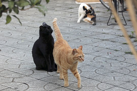 街のねこたち
