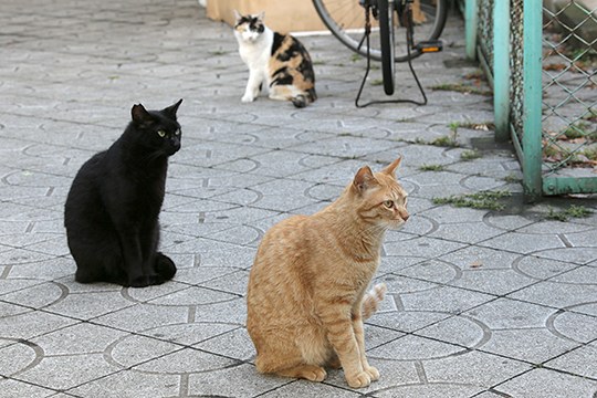 街のねこたち
