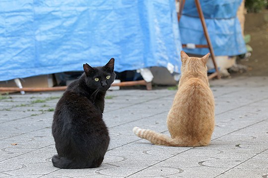 街のねこたち