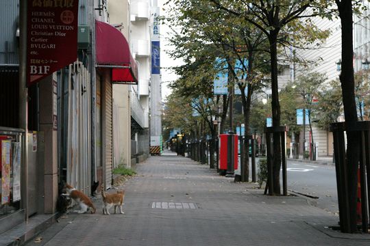 街のねこたち