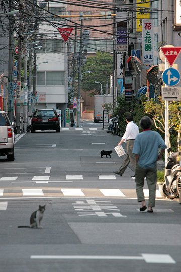 街のねこたち