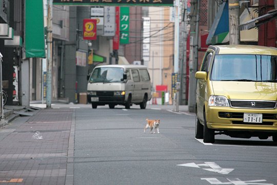 街のねこたち