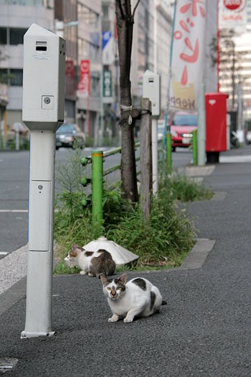 街のねこたち